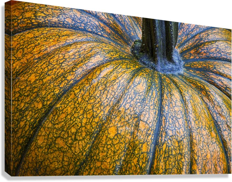Pumpkin Pumpkin Canvas Print