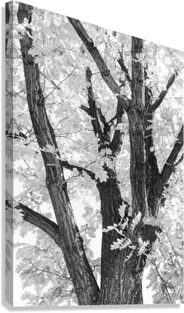 Tree mendous Elegance in Black and White Canvas Print