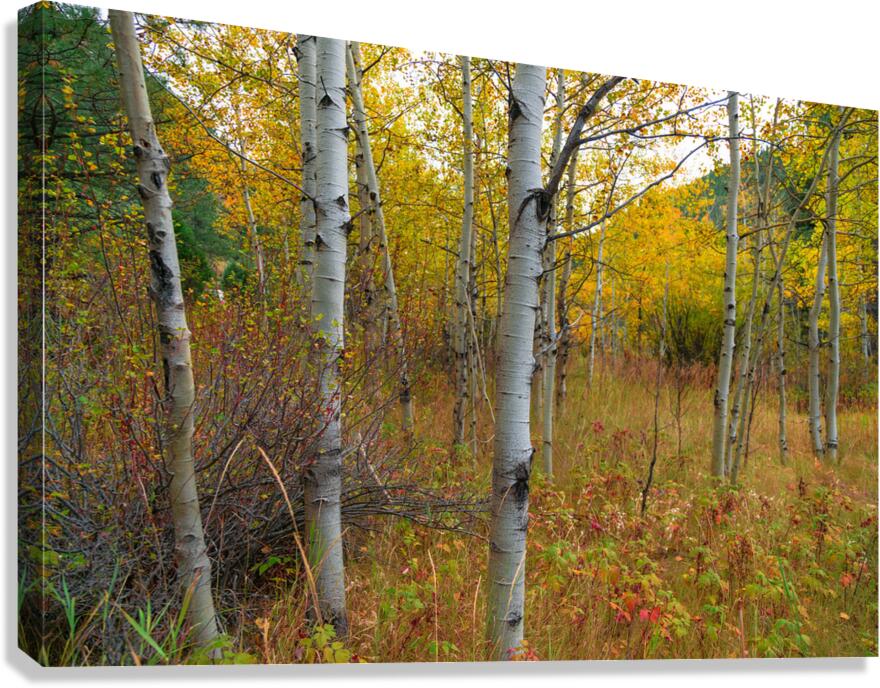 Soothing Forest Canvas Print