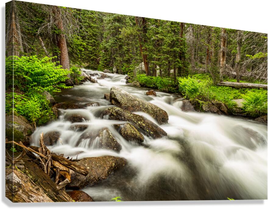 Roosevelt National Forest Stream Canvas Print