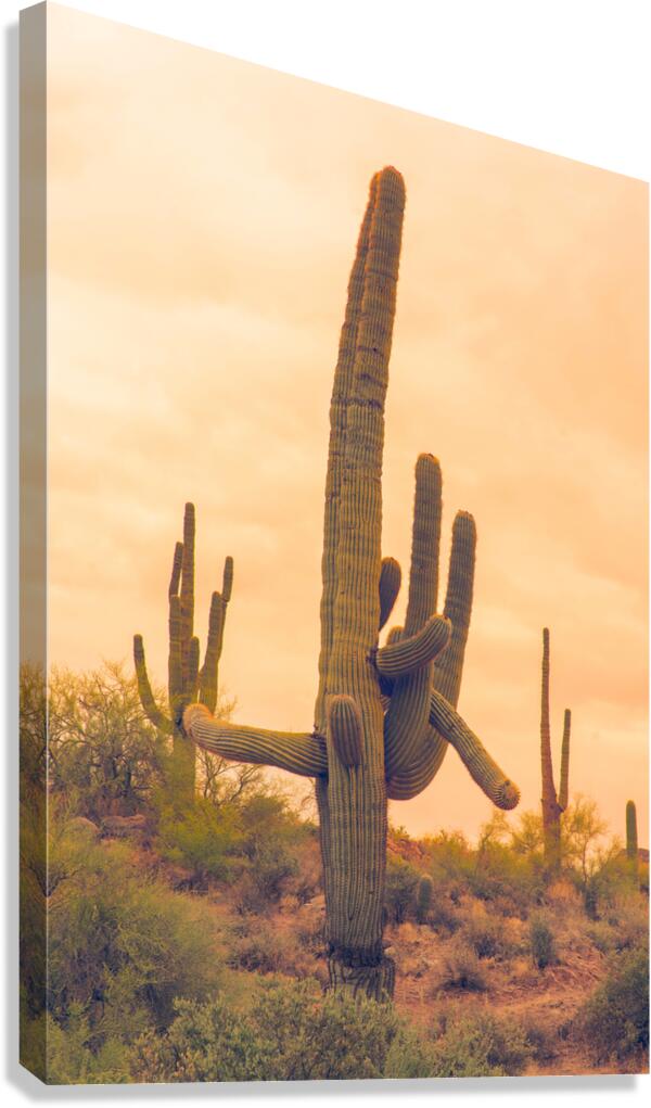 Classic Arizona Giant Saguaro Canvas Print