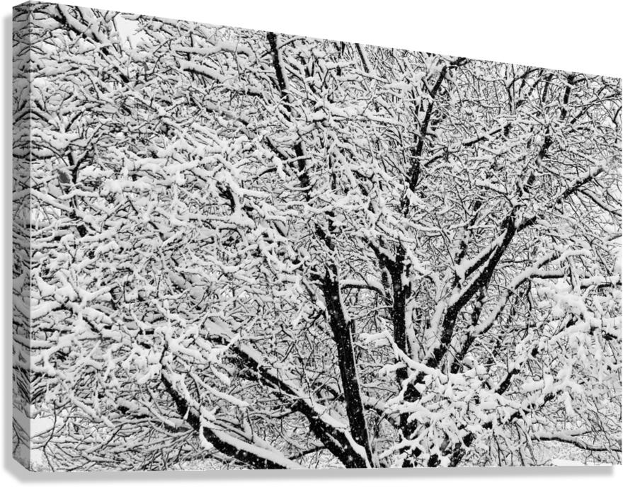 Black and White Snowy Tree Branches Abstract Three Canvas Print