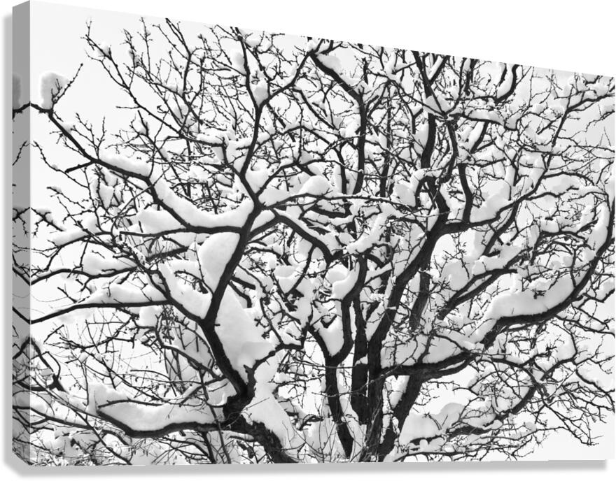 Snowy Tree Black and White Canvas Print