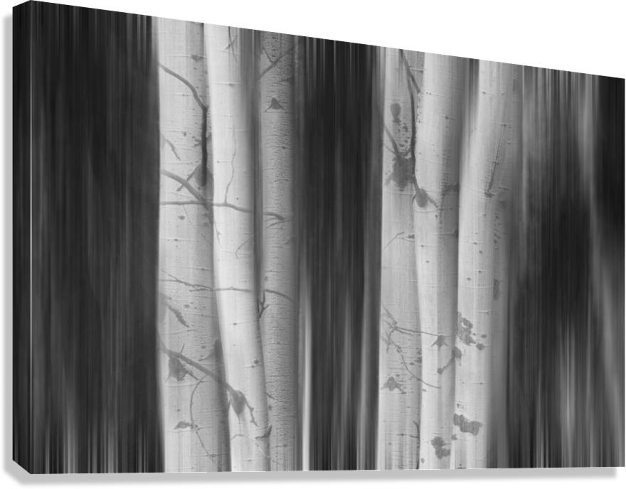 Aspen Tree Colonies Dreaming BW Canvas Print