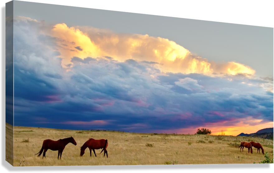 Horses On The Storm Canvas Print
