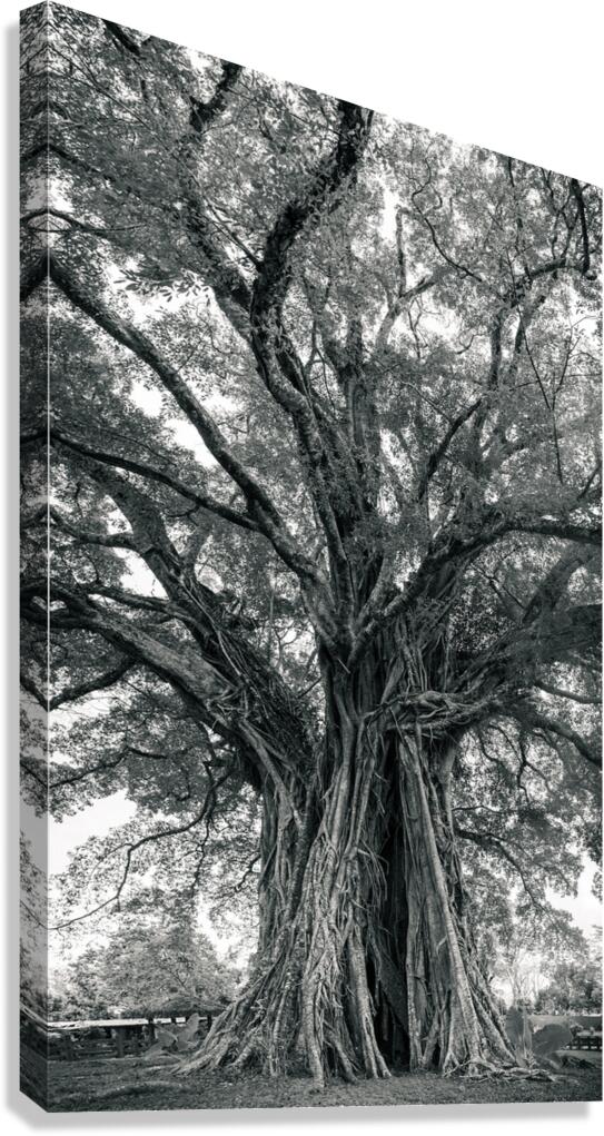 The Ancient Guardian: The 1300 Year Old Balete Tree Canvas Print