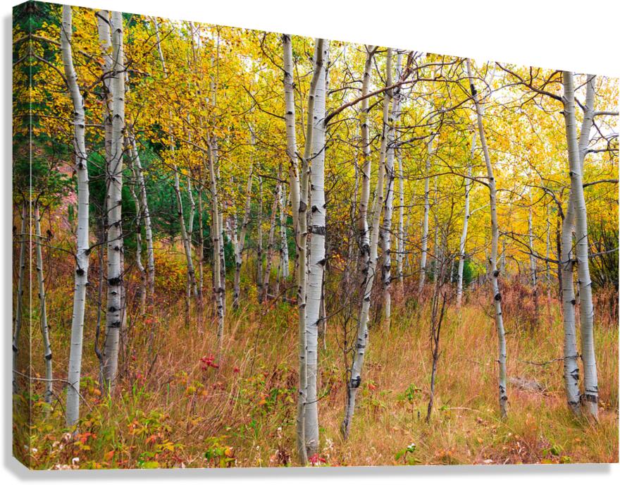 Happy Place In The Woods Canvas Print