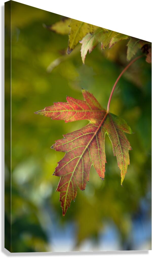 Maple Leaf Canvas Print