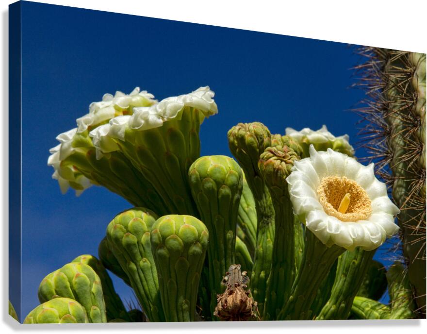 Saguaro Cactus Blooms Canvas Print