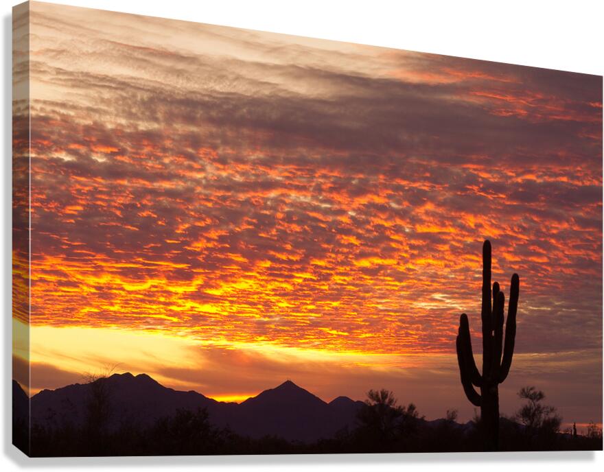 Morning Blaze Over Desert  Saguaro Giants in Arizona Canvas Print