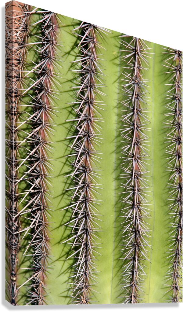 Vertical Close Up of a Southwest Saguaro Cactus Canvas Print