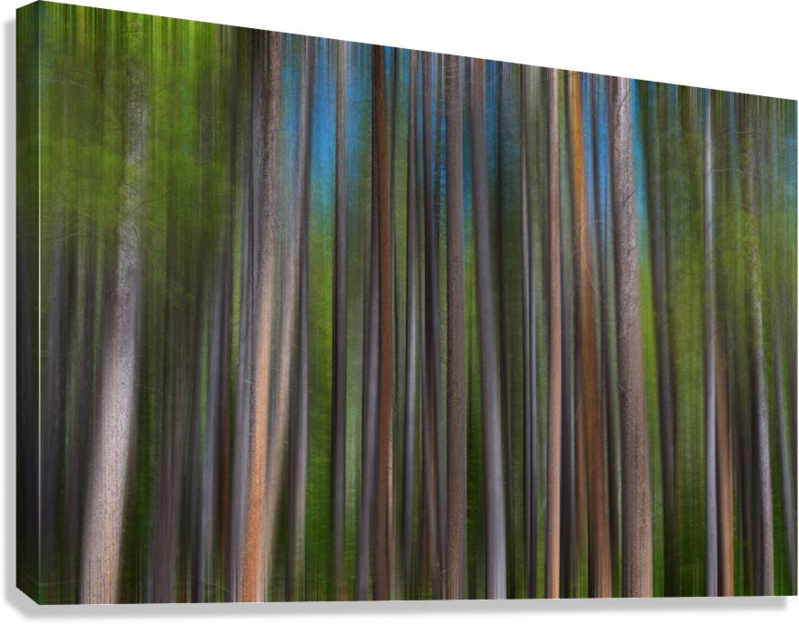 Colorful Forest Lines  Canvas Print