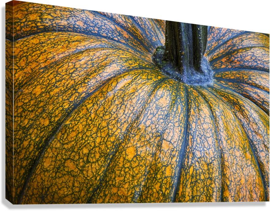 Pumpkin Close Up Fine Art Photography Wall Art Print Canvas Print