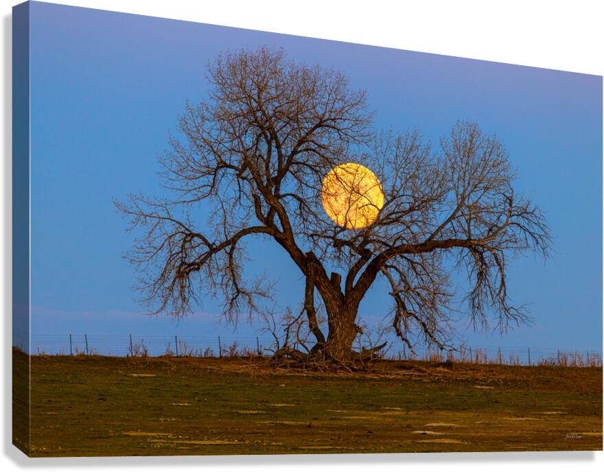 Celestial Sentinel A Supermoons Nocturnal Embrace Canvas Print