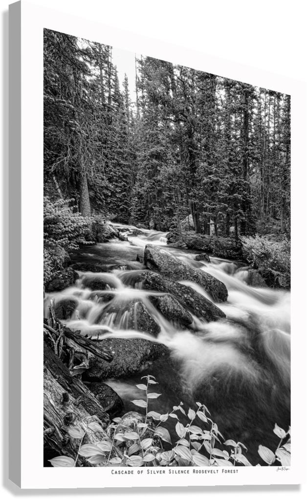 Cascade of Silver Silence Roosevelt Forest Canvas Print
