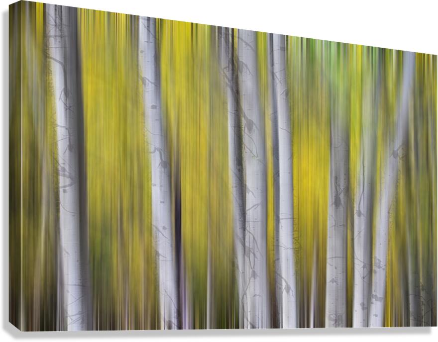 Aspen Light in Motion Fine Art Forest Canvas Print