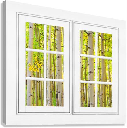 Aspen Forest White Picture Window Frame View  Canvas Print