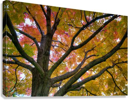 Season Of Colorful Magic Canvas Print