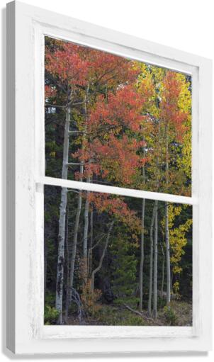 Aspen Forest Red Rustic Window View  Canvas Print