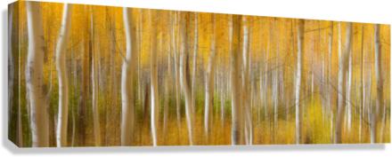 Golden Forest Moment Abstract Panorama Canvas Print