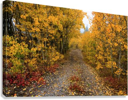 Colorful Autumn Hiking Path Canvas Print