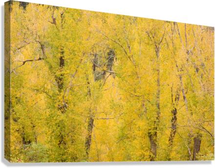 cottonwood autumn colors  Canvas Print
