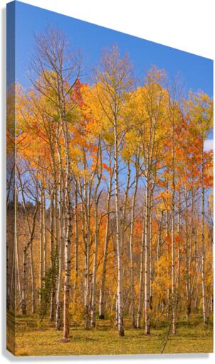 colorful colorado autumn   Canvas Print
