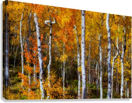 Forest Color Burst Canvas Print