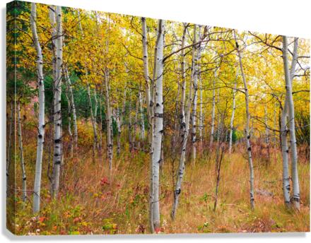 Happy Place In Woods Canvas Print