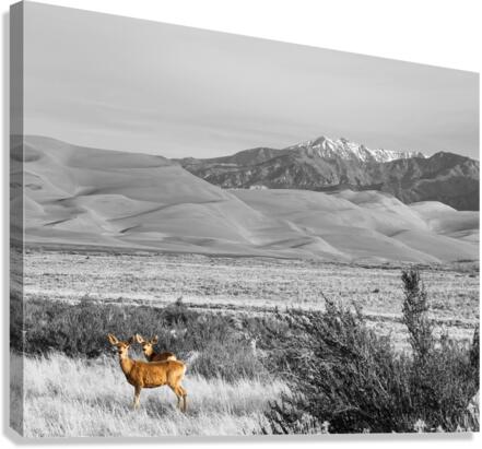 Great Colorado Sand Dunes Deer  Canvas Print