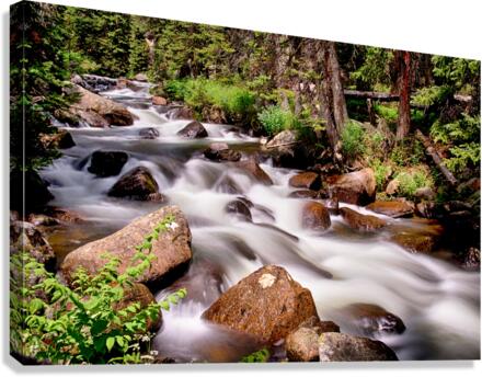 Cascading Rocky Mountain Forest Creek Canvas print