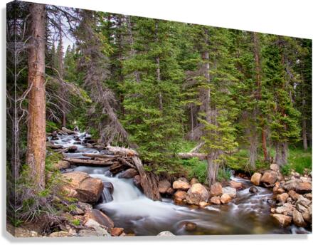 Colorado Rocky Mountain Forest Stream