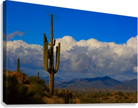  Amazing Giant Saguaro Cactus Canvas print