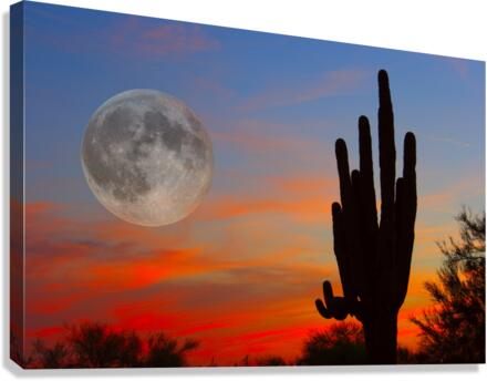 Full Moon Big Saguaro Sunset  Canvas Print