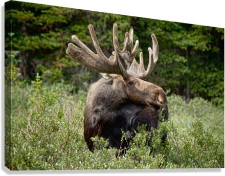 Bull Moose Wild Canvas print