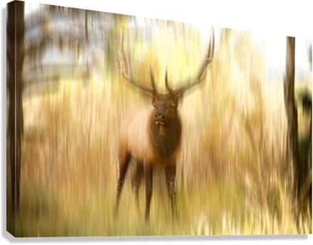 Bull Elk Forest Dreaming  Canvas Print