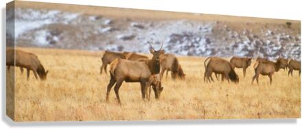 Elk Heard Colorado Foothills Plains Panorama Canvas Print