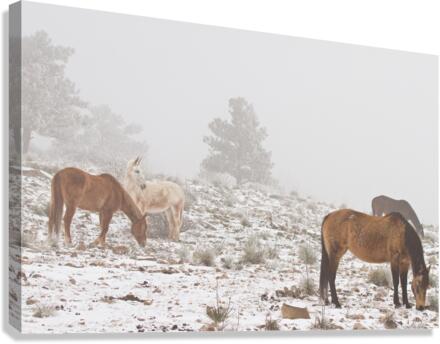 Horses Winter Snow Fog  Canvas Print