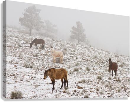 Rocky Mountain Horses Snow Fog  Canvas Print
