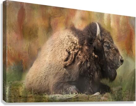Colorful Bison Canvas Print