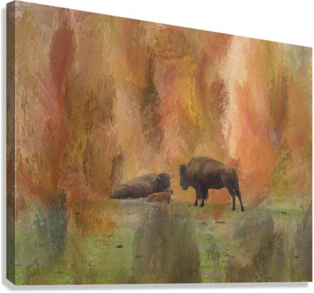 Buffalo Calf Tender Moment Canvas print