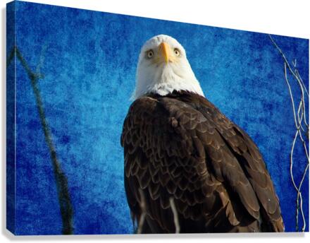 American Bald Eagle Blues  Canvas Print