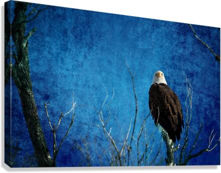 Bald Eagle Blues Into Night Canvas Print