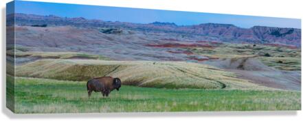 The Majestic Bison -  Roaming the Colorful Badlands of SD  Canvas Print