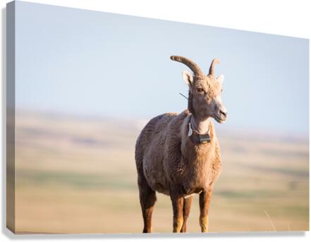 Big Horn Sheep Lucky Number 13 Canvas Print