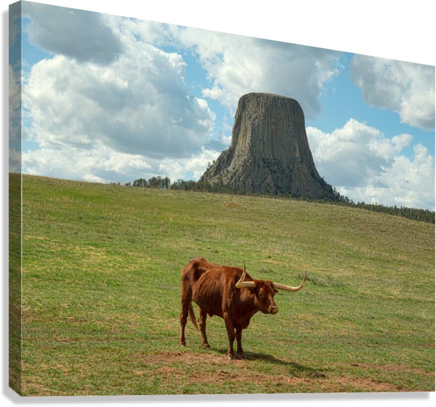 Longhorn Cow Posing at Devils Tower in Wyoming - First US Nation Canvas Print