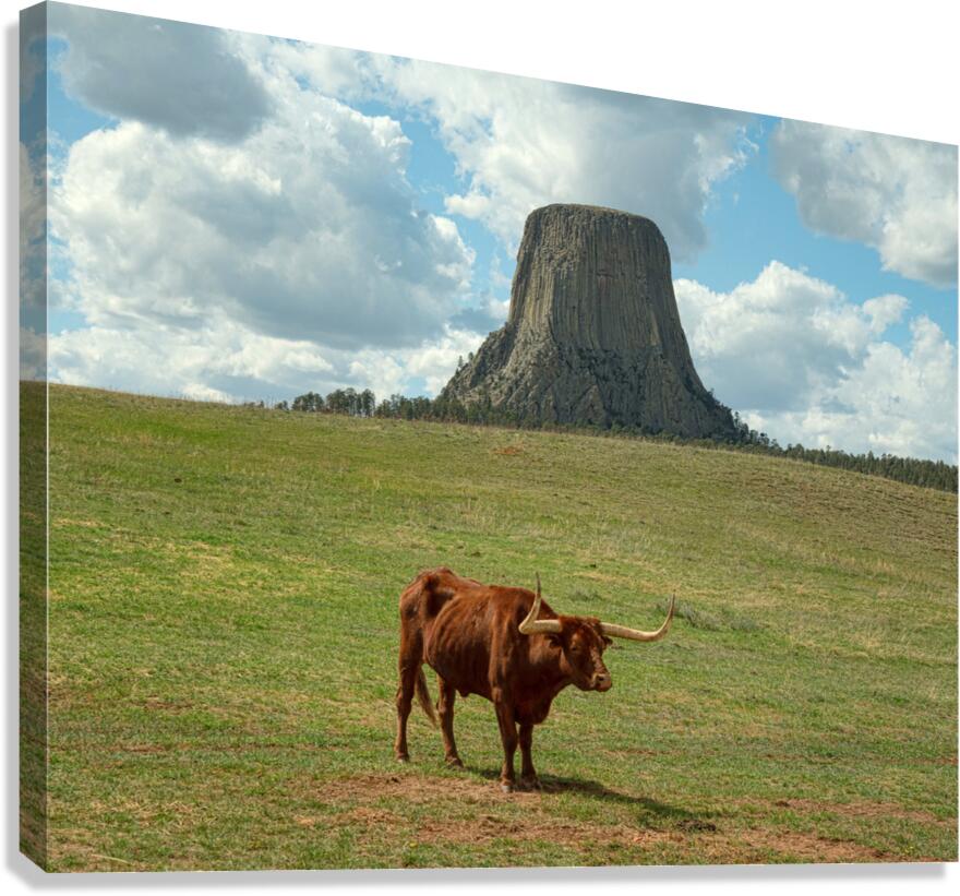 Longhorn Cow Posing at Devils Tower in Wyoming - First US Nation  Impression sur toile