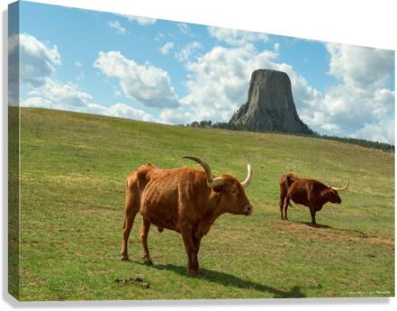 Longhorn Cattle and Devils Tower  Impression sur toile