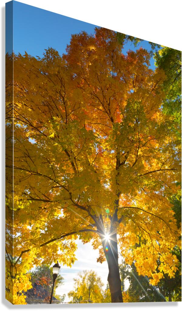 Stunning Autumn Tree Sunlight Through Colorful Leaves  Canvas Print