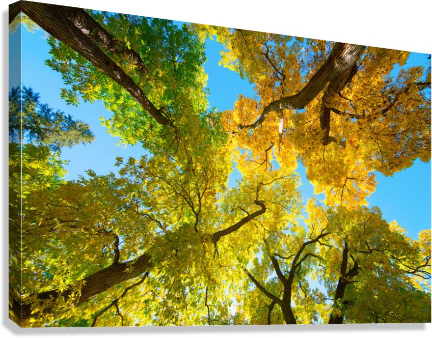 Vibrant Autumn Landscape - Colorful Trees under Blue Sky Canvas Print